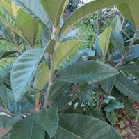 Piante di Nespole cinese