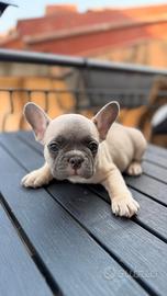 Bulldog Francesi Lilac Blue