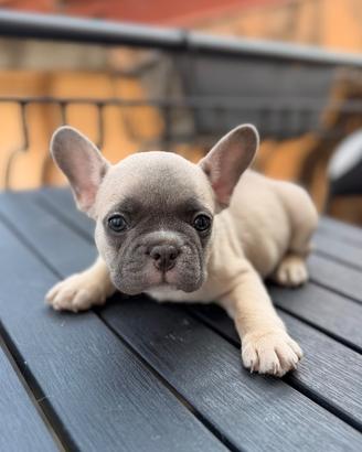 Bulldog Francesi Lilac Blue