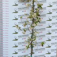 Pianta Rincospermum - Falso Gelsomino