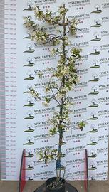 Pianta Rincospermum - Falso Gelsomino