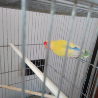 INSEPARABILE maschio