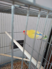 INSEPARABILE maschio