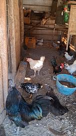 Gallinelle da cova