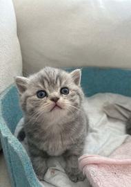 British shorthair - Animali In vendita a Roma