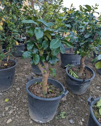  PIANTE DI AGRUMI