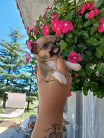 Cuccioli Chihuahua ciwawa