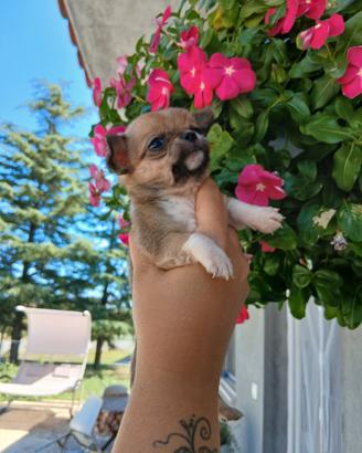 Cuccioli Chihuahua ciwawa