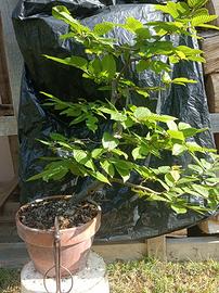 Pre bonsai