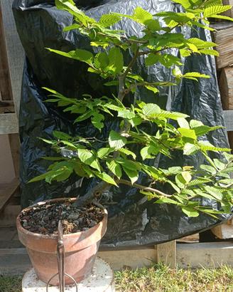 Pre bonsai