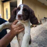 Cuccioli springer spaniel