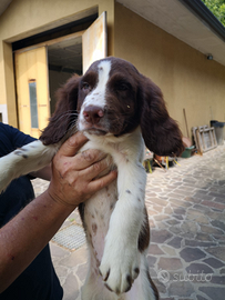 Cuccioli springer spaniel