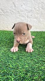 Cuccioli di pitbull