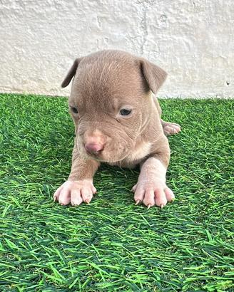 Cuccioli di pitbull