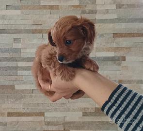 MALTIPOO femmina di 2 mesi con test genetici