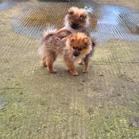 Coppia di cani razza "Pomerania"