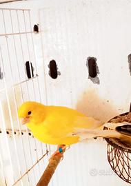 Canarini gialli anellati