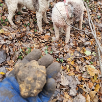 Tartufo Bianco Pregiato