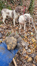 Tartufo Bianco Pregiato