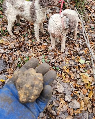 Tartufo Bianco Pregiato