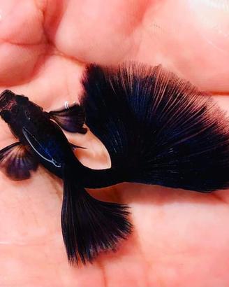 Guppy Full Black Show