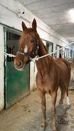 IMITATION* (varenne)