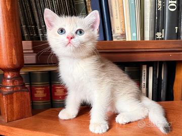 British Shorthair golden. Scottish straight