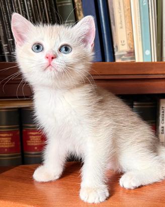 British Shorthair golden. Scottish straight