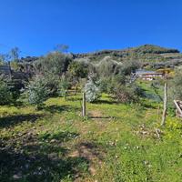 TER. AGRICOLO A TAGGIA