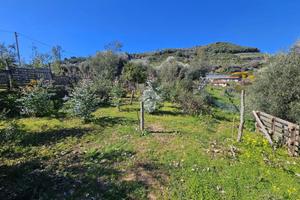 TER. AGRICOLO A TAGGIA