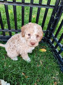 Cuccioli lagotto