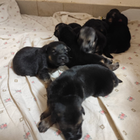 Cuccioli di pastore tedesco