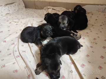Cuccioli di pastore tedesco