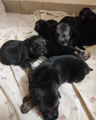 Cuccioli di pastore tedesco