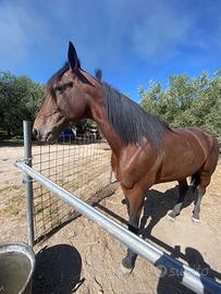 Cavallo trottatore