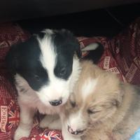 Disponibili cuccioli simil australiano