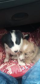 Disponibili cuccioli simil australiano