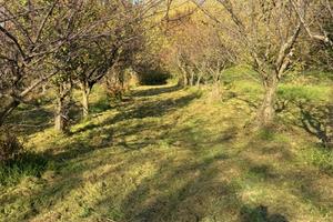 Terreno agricolo collinare