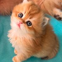 Gatti British/Scottish