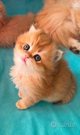 Gatti British/Scottish