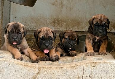 Cuccioli cane corso