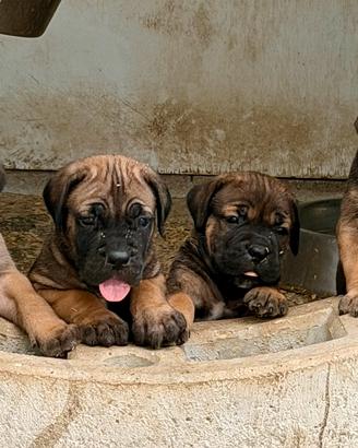 Cuccioli cane corso