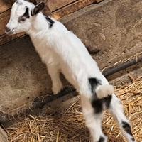 Due caprette femmine con corna (nate quest'anno)