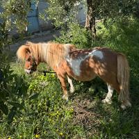 Mini pony femmina