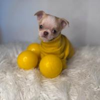 Chihuahua taglia toy