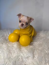 Chihuahua taglia toy