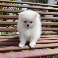 Volpino della Pomerania