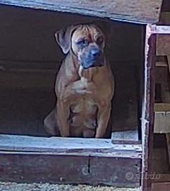 cane corso