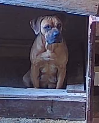 cane corso