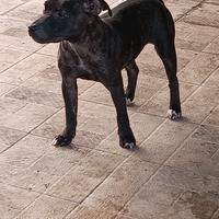 Staffordshire bull terrier